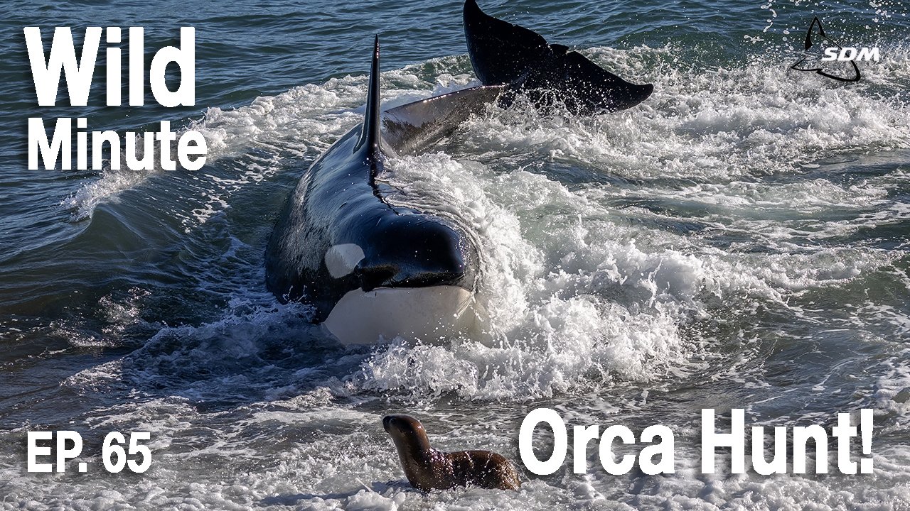 Wildlife Expeditions & Photography Adventures | SDM Adventures